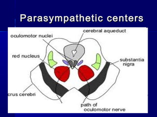 Parasympathetic centersParasympathetic centers
 