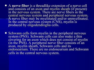  AA nerve fibernerve fiber is a threadlike extension of a nerve cellis a threadlike extension of a nerve cell
and consists of anand consists of an axonaxon andand myelin sheathmyelin sheath (if present)(if present)
in thein the nervous systemnervous system. There are nerve fibers in the. There are nerve fibers in the
central nervous systemcentral nervous system andand peripheral nervous systemperipheral nervous system..
A nerve fiber may be myelinated and/or unmyelinated.A nerve fiber may be myelinated and/or unmyelinated.
In the central nervous system (CNS), myelin isIn the central nervous system (CNS), myelin is
produced byproduced by oligodendrogliaoligodendroglia cells.cells.
 Schwann cellsSchwann cells form myelin in the peripheral nervousform myelin in the peripheral nervous
system (PNS). Schwann cells can also make a thinsystem (PNS). Schwann cells can also make a thin
covering for an axon which does not consist of myelincovering for an axon which does not consist of myelin
(in the PNS). A peripheral nerve fiber consists of an(in the PNS). A peripheral nerve fiber consists of an
axon, myelin sheath, Schwann cells and itsaxon, myelin sheath, Schwann cells and its
endoneuriumendoneurium. There are no endoneurium and Schwann. There are no endoneurium and Schwann
cells in the central nervous systemcells in the central nervous system..
 