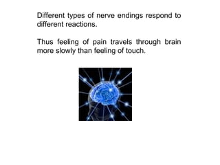 Different types of nerve endings respond to 
different reactions. 
Thus feeling of pain travels through brain 
more slowly than feeling of touch. 
