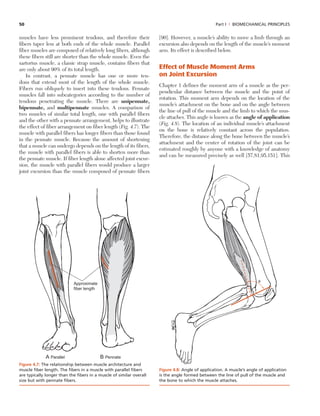 Strap Parallel Muscle 0781774225 kinesiology 2e | PDF