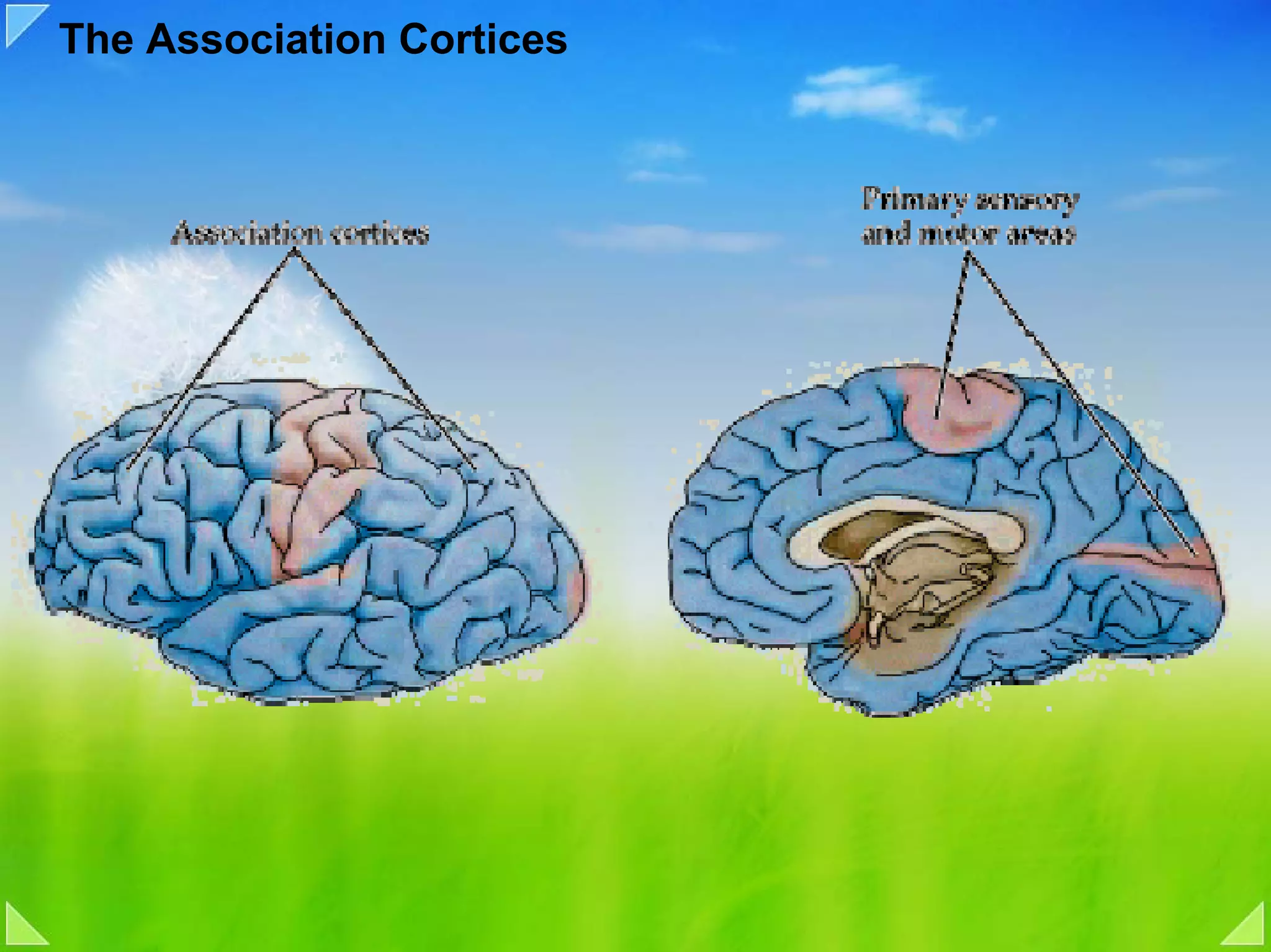 The Association Cortices
 