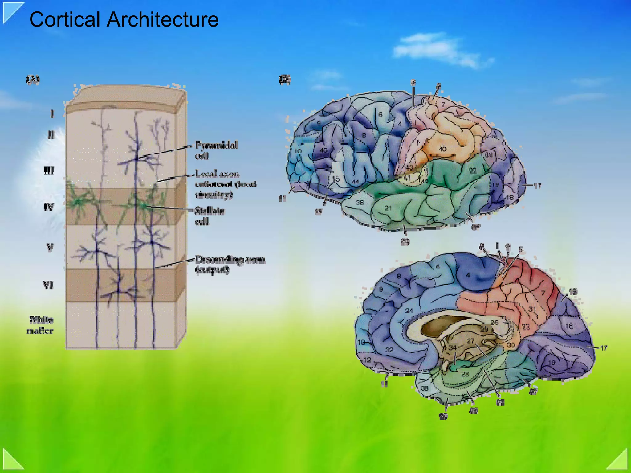 Cortical Architecture
 