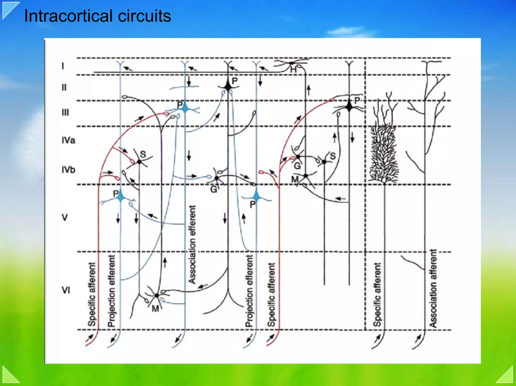 Intracortical circuits
 