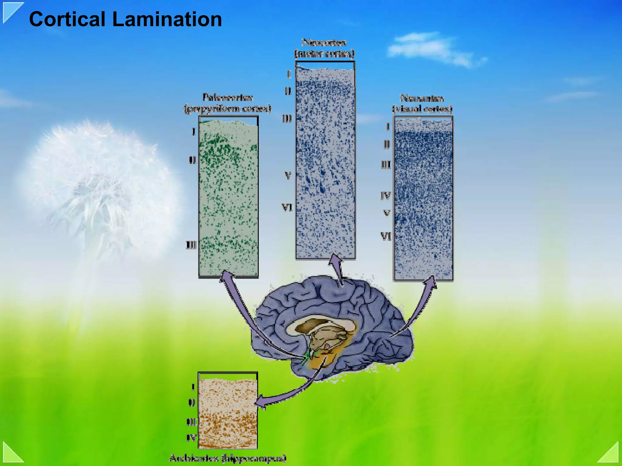 Cortical Lamination
 