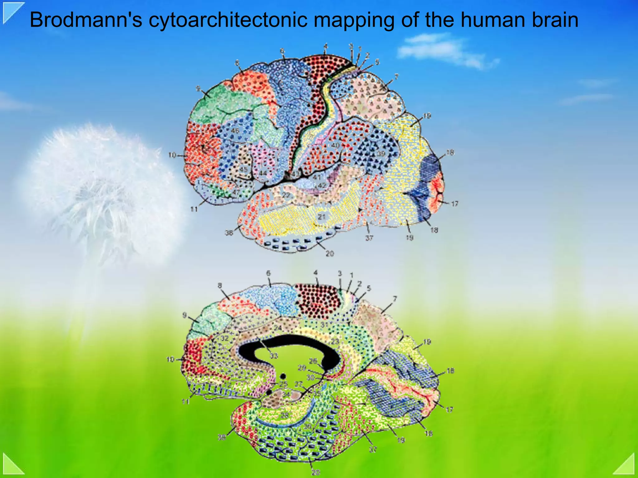 Brodmann's cytoarchitectonic mapping of the human brain
 