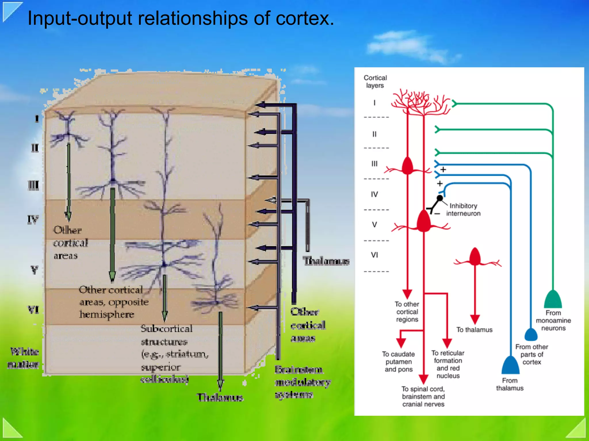 Input-output relationships of cortex.
 