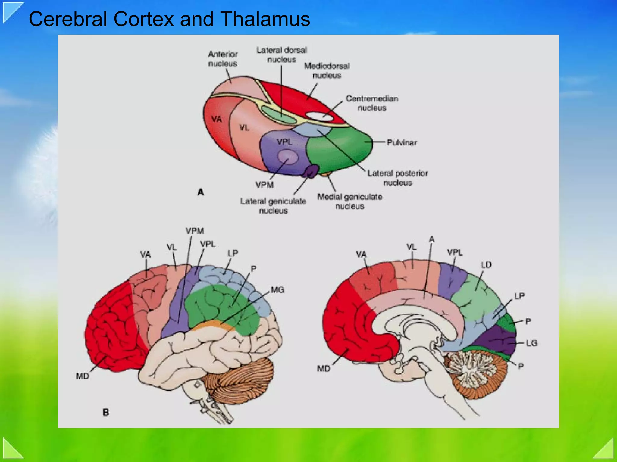 Cerebral Cortex and Thalamus
 