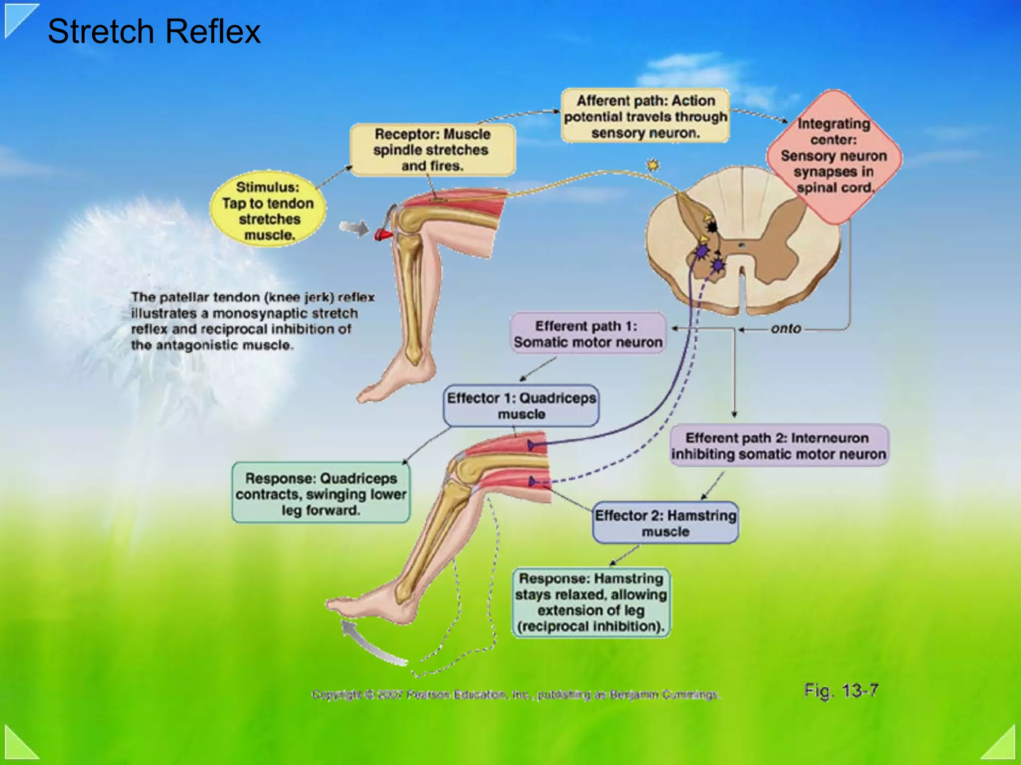 Stretch Reflex
 