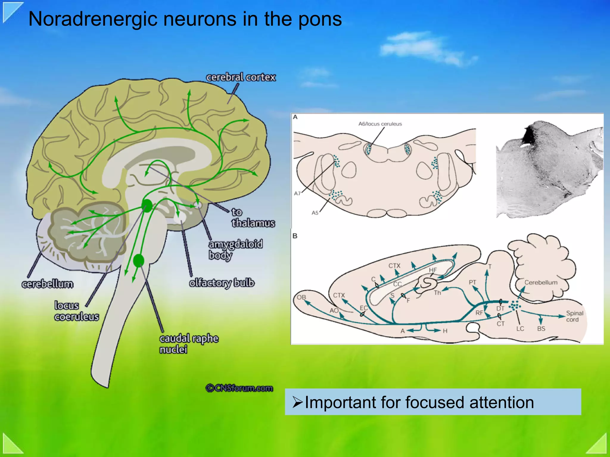 Noradrenergic neurons in the pons




                             Important for focused attention
 
