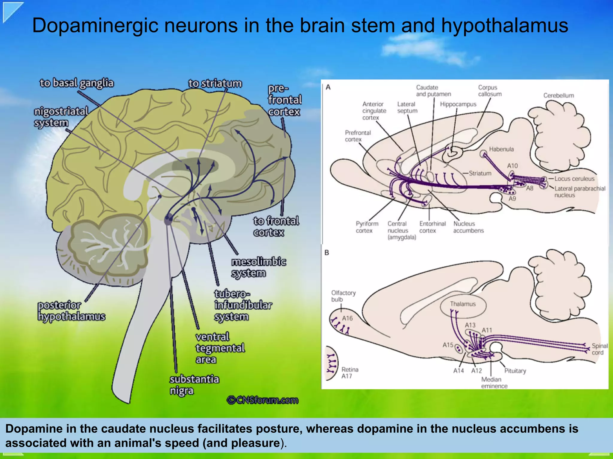 Dopaminergic neurons in the brain stem and hypothalamus




Dopamine in the caudate nucleus facilitates posture, whereas dopamine in the nucleus accumbens is
associated with an animal's speed (and pleasure).
 