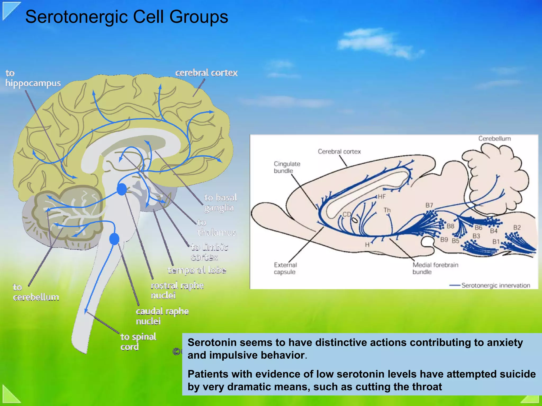 Serotonergic Cell Groups




                   Serotonin seems to have distinctive actions contributing to anxiety
                   and impulsive behavior.
                   Patients with evidence of low serotonin levels have attempted suicide
                   by very dramatic means, such as cutting the throat
 