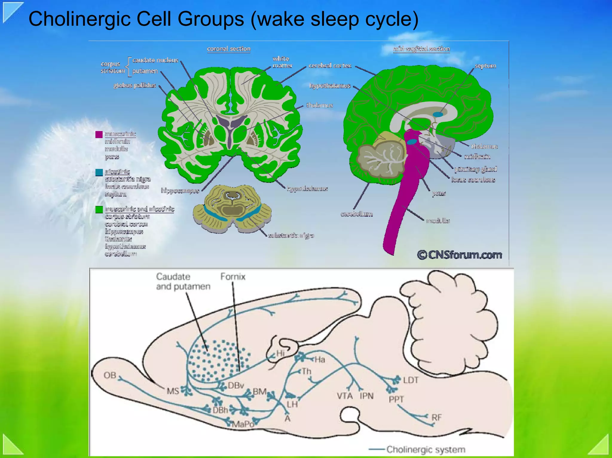 Cholinergic Cell Groups (wake sleep cycle)
 