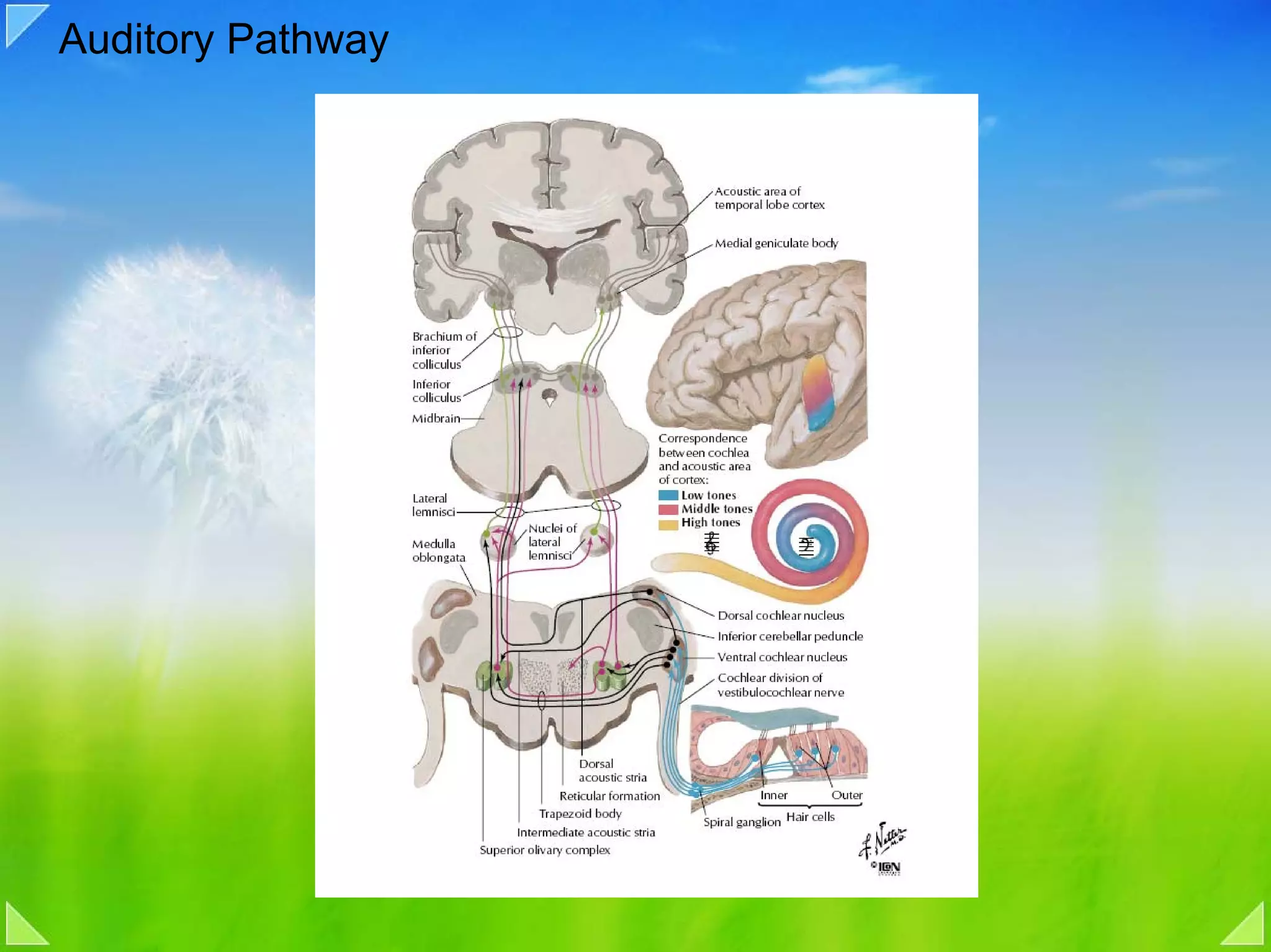 Auditory Pathway
 