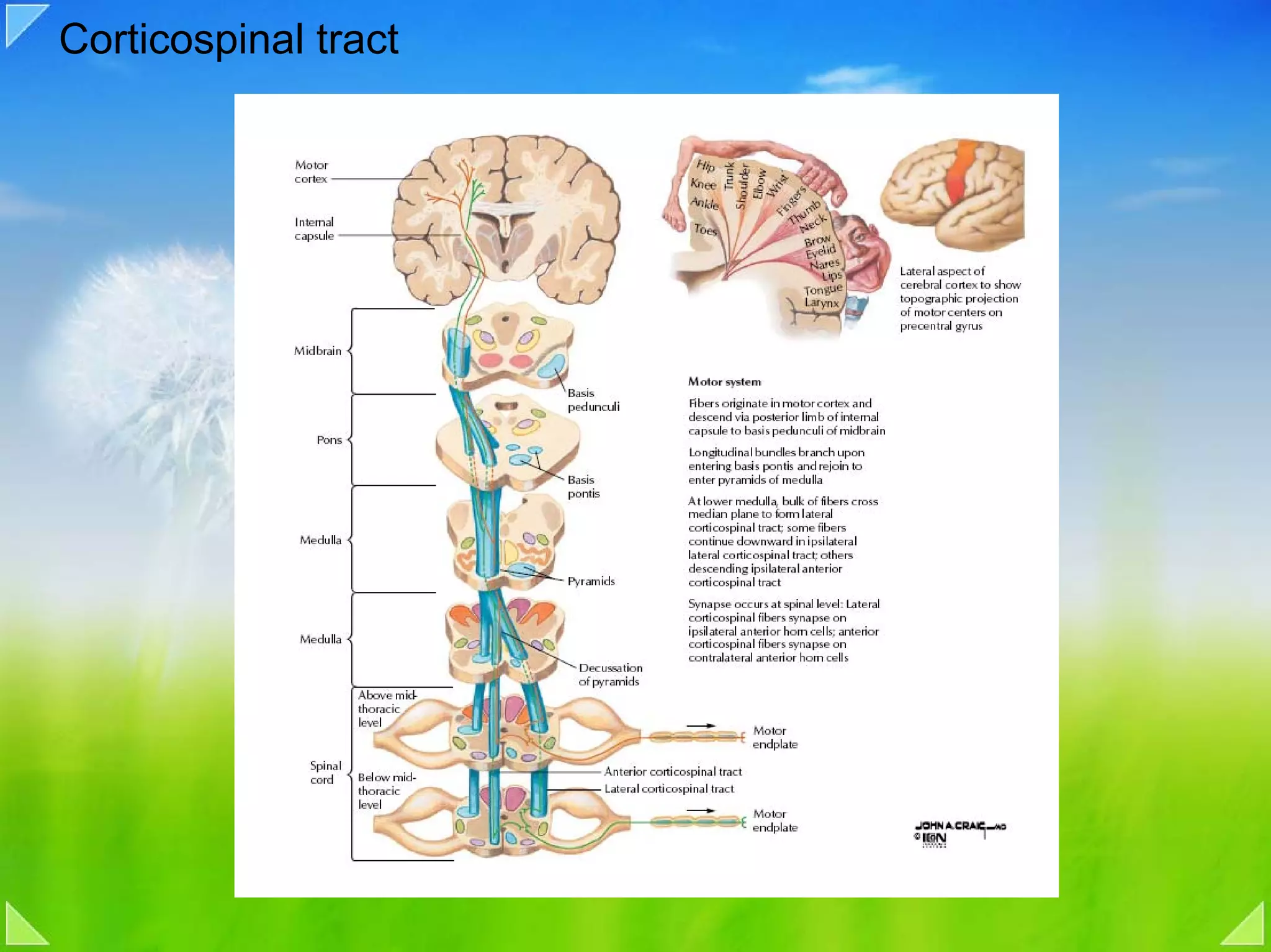 Corticospinal tract
 