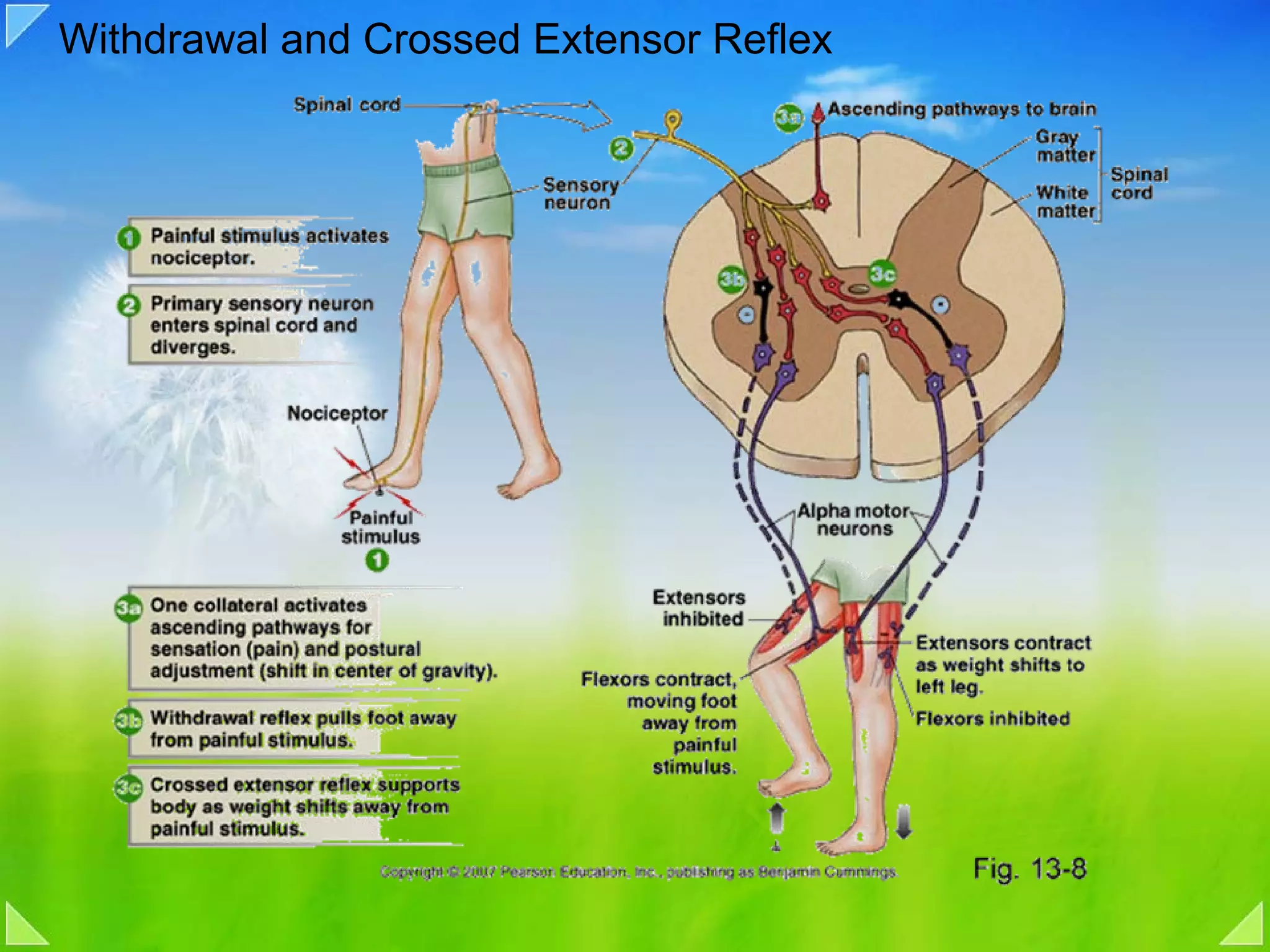 Withdrawal and Crossed Extensor Reflex
 