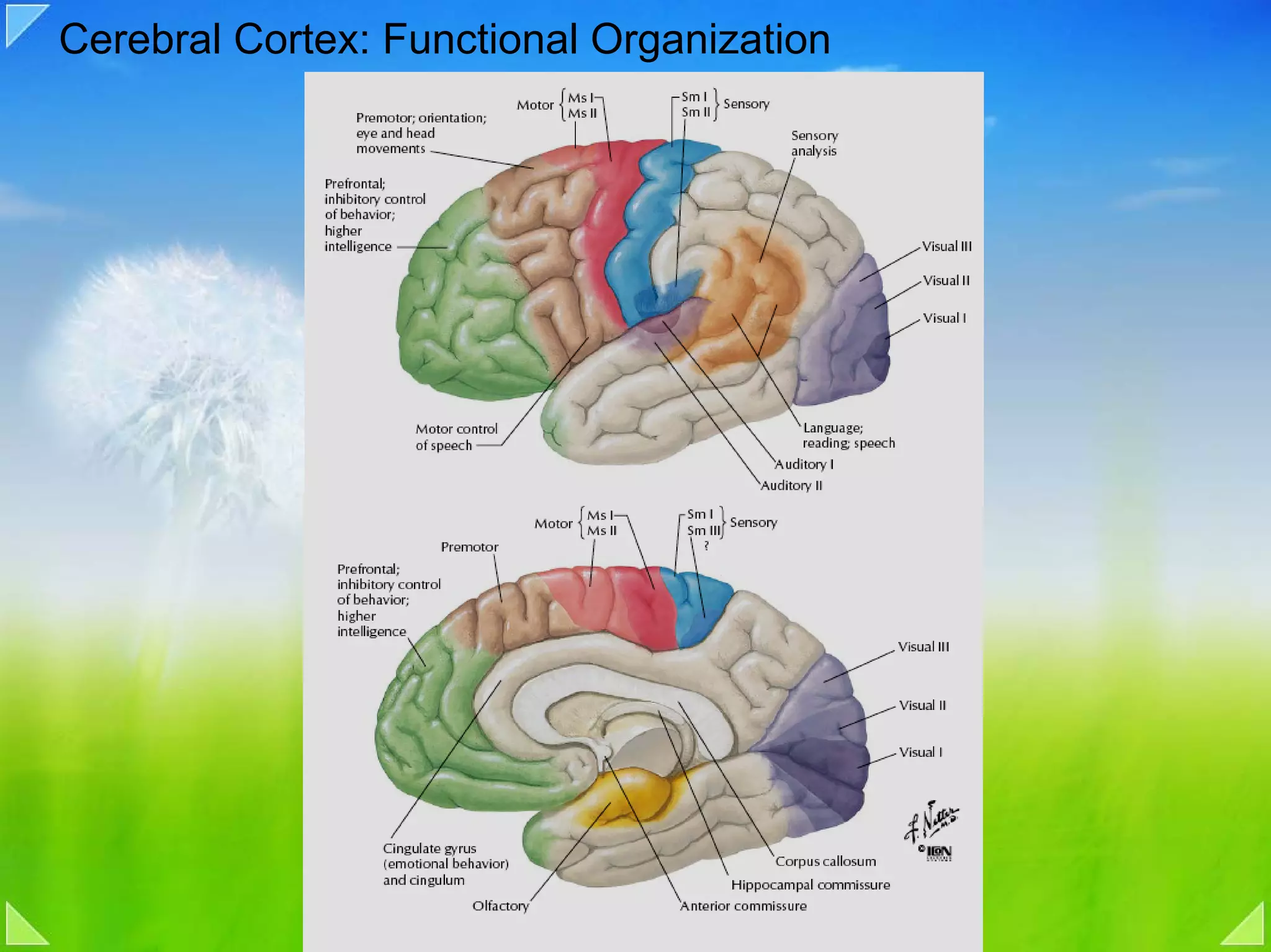 Cerebral Cortex: Functional Organization
 