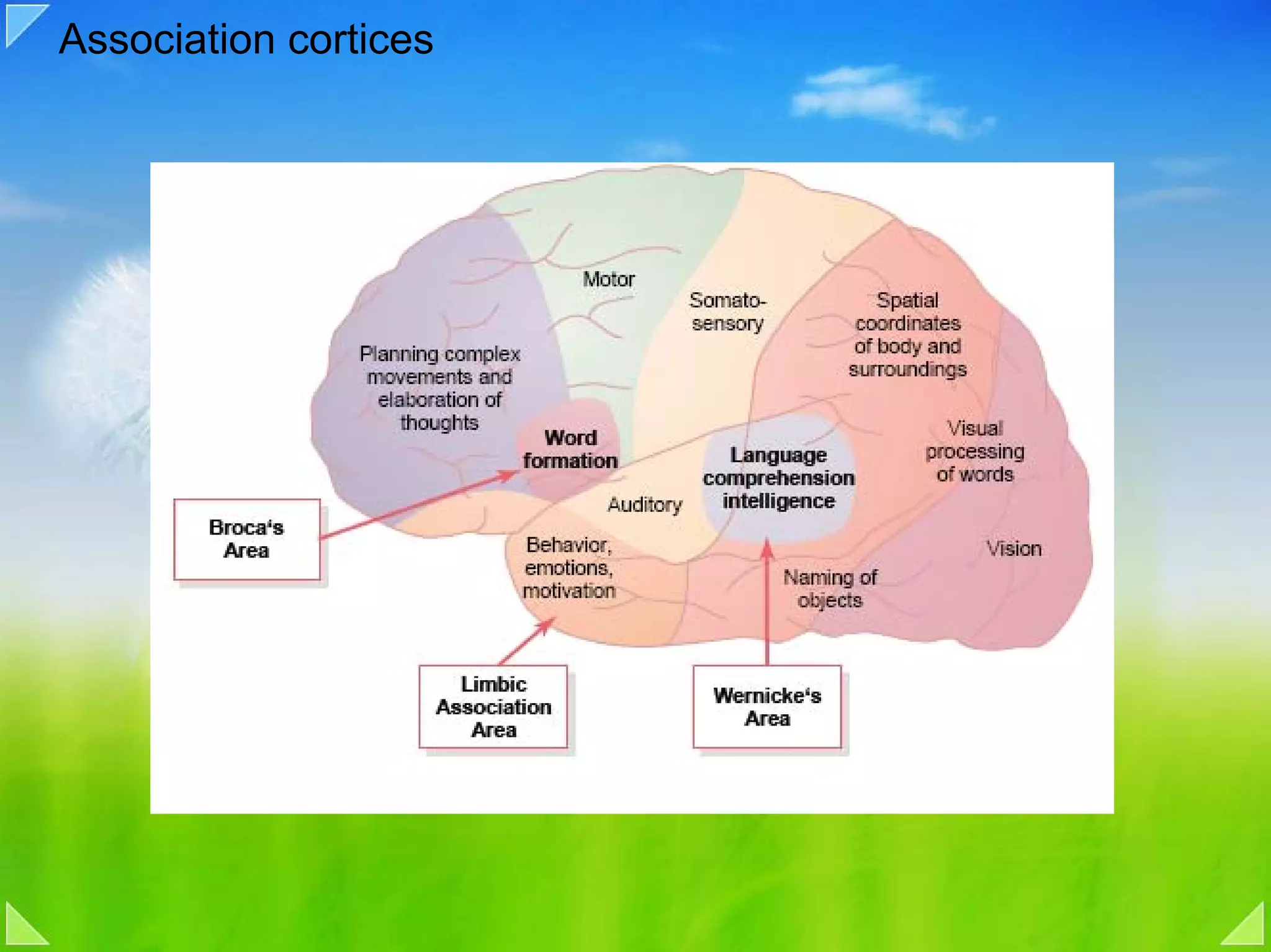 Association cortices
 