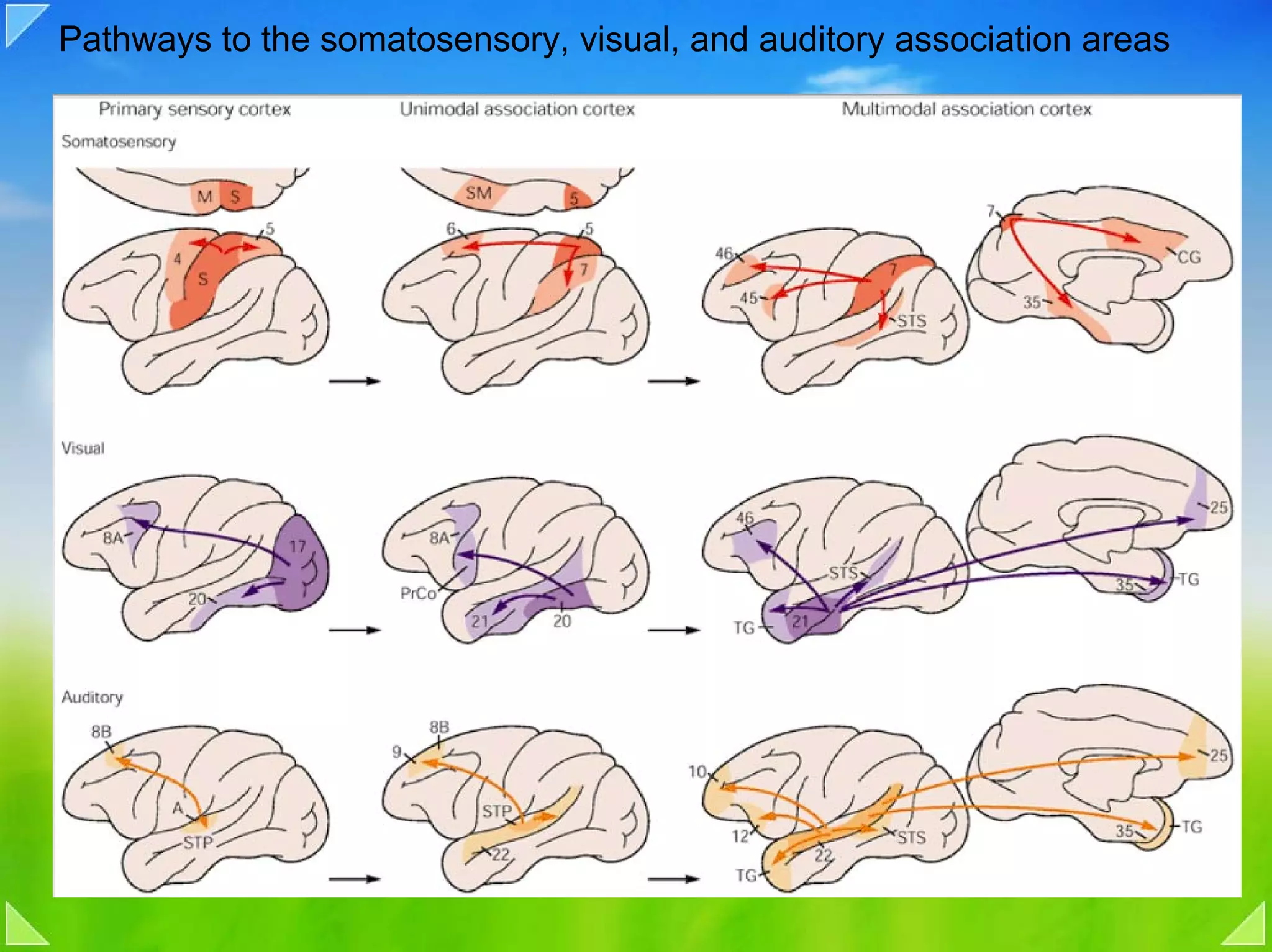 Pathways to the somatosensory, visual, and auditory association areas
 