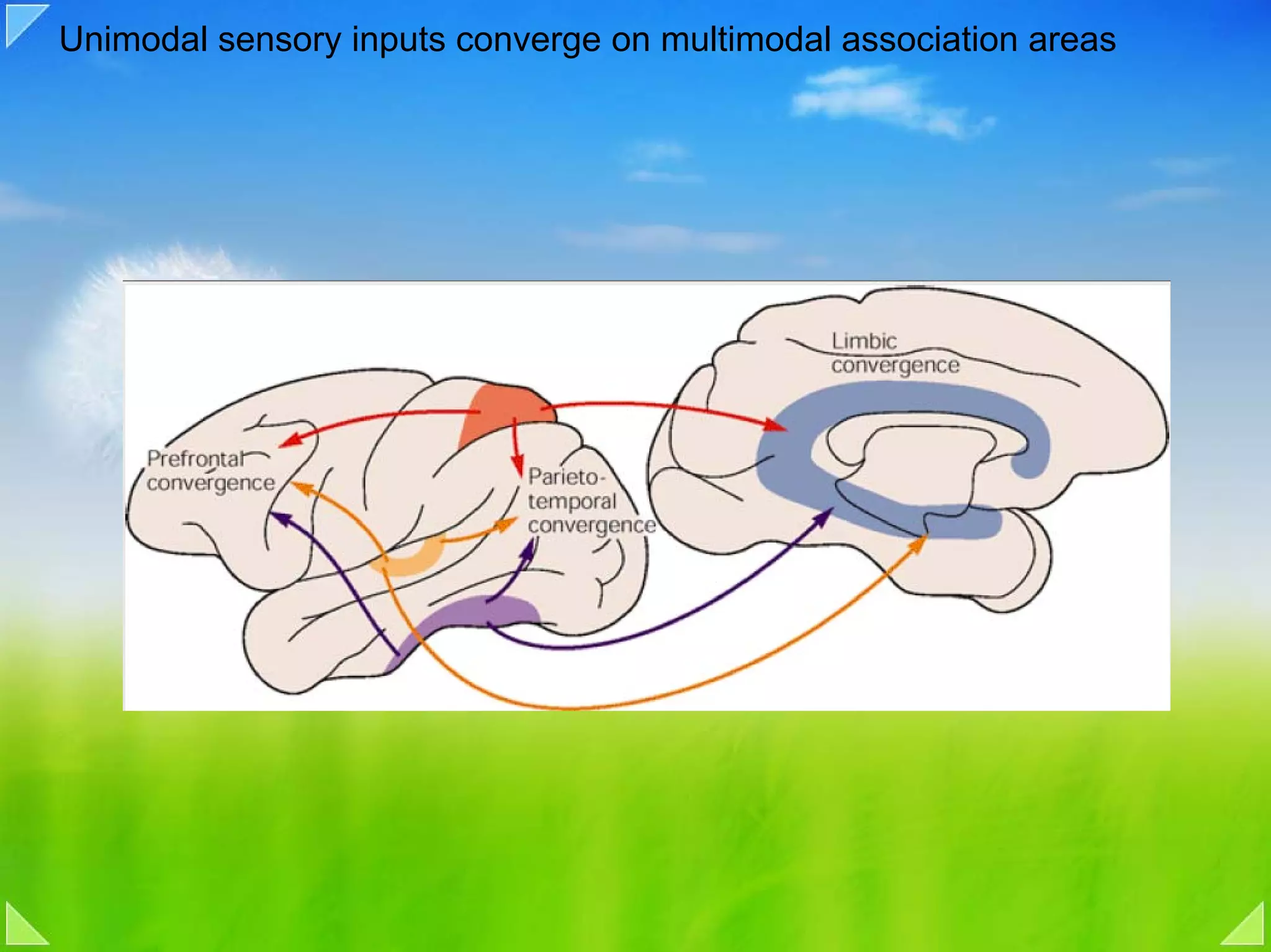 Unimodal sensory inputs converge on multimodal association areas
 