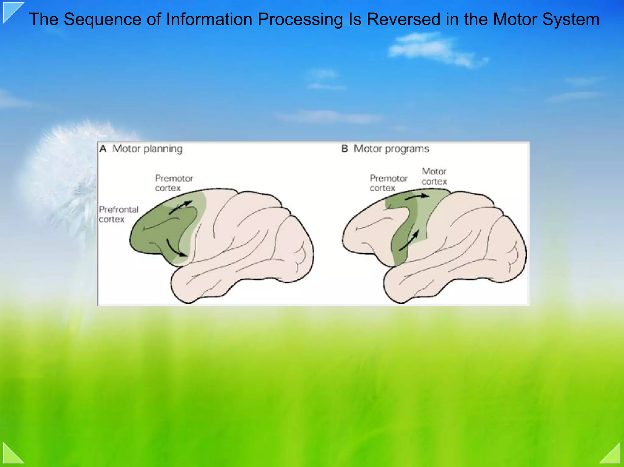 The Sequence of Information Processing Is Reversed in the Motor System
 