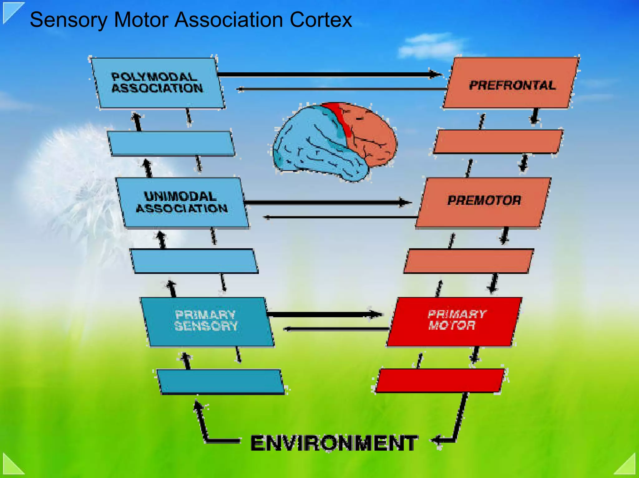 Sensory Motor Association Cortex
 