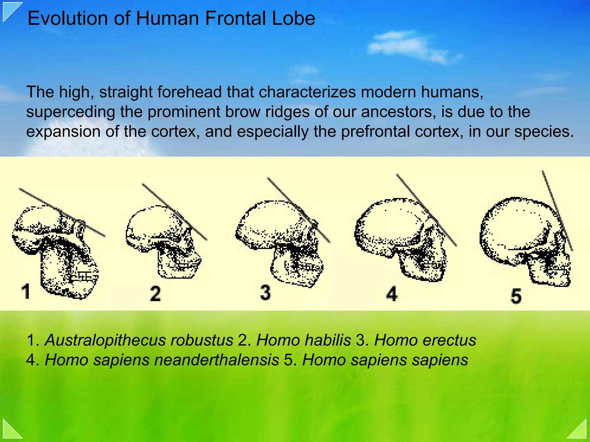 Evolution of Human Frontal Lobe


The high, straight forehead that characterizes modern humans,
superceding the prominent brow ridges of our ancestors, is due to the
expansion of the cortex, and especially the prefrontal cortex, in our species.




1. Australopithecus robustus 2. Homo habilis 3. Homo erectus
4. Homo sapiens neanderthalensis 5. Homo sapiens sapiens
 