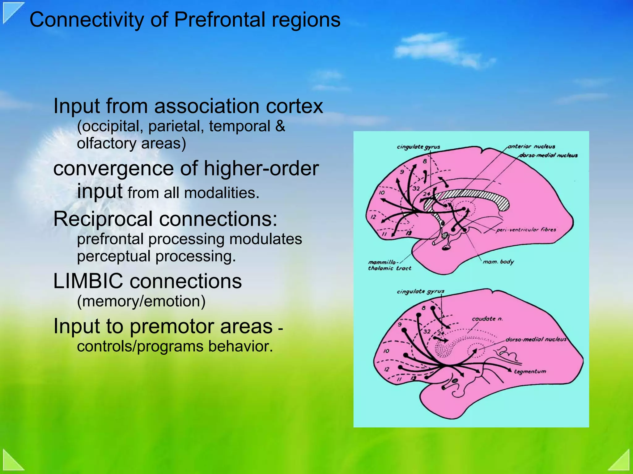 Connectivity of Prefrontal regions



  Input from association cortex
     (occipital, parietal, temporal &
     olfactory areas)
  convergence of higher-order
    input from all modalities.
  Reciprocal connections:
     prefrontal processing modulates
     perceptual processing.
  LIMBIC connections
     (memory/emotion)
  Input to premotor areas -
     controls/programs behavior.
 