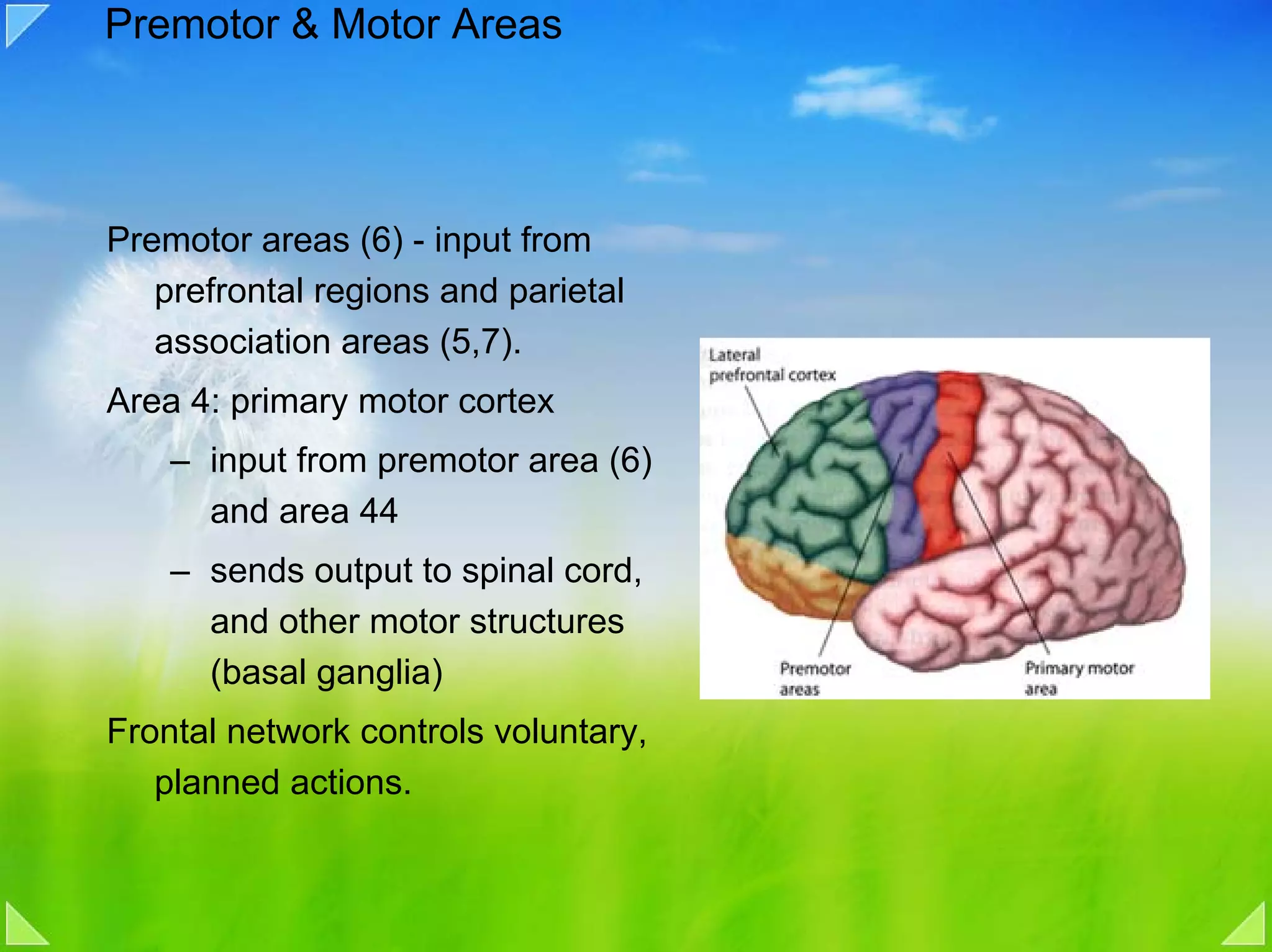Premotor & Motor Areas




Premotor areas (6) - input from
   prefrontal regions and parietal
   association areas (5,7).
Area 4: primary motor cortex
    – input from premotor area (6)
      and area 44
    – sends output to spinal cord,
      and other motor structures
      (basal ganglia)
Frontal network controls voluntary,
   planned actions.
 