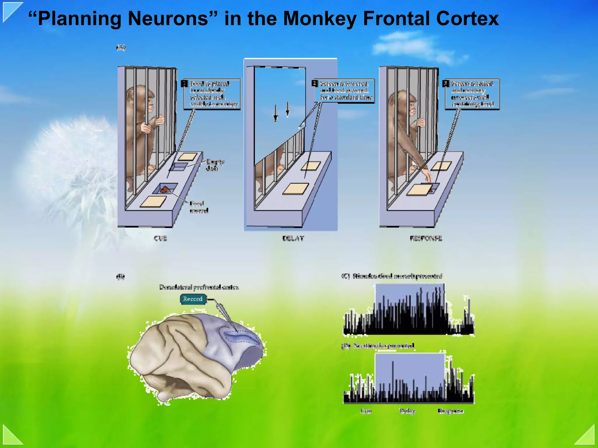 “Planning Neurons” in the Monkey Frontal Cortex
 
