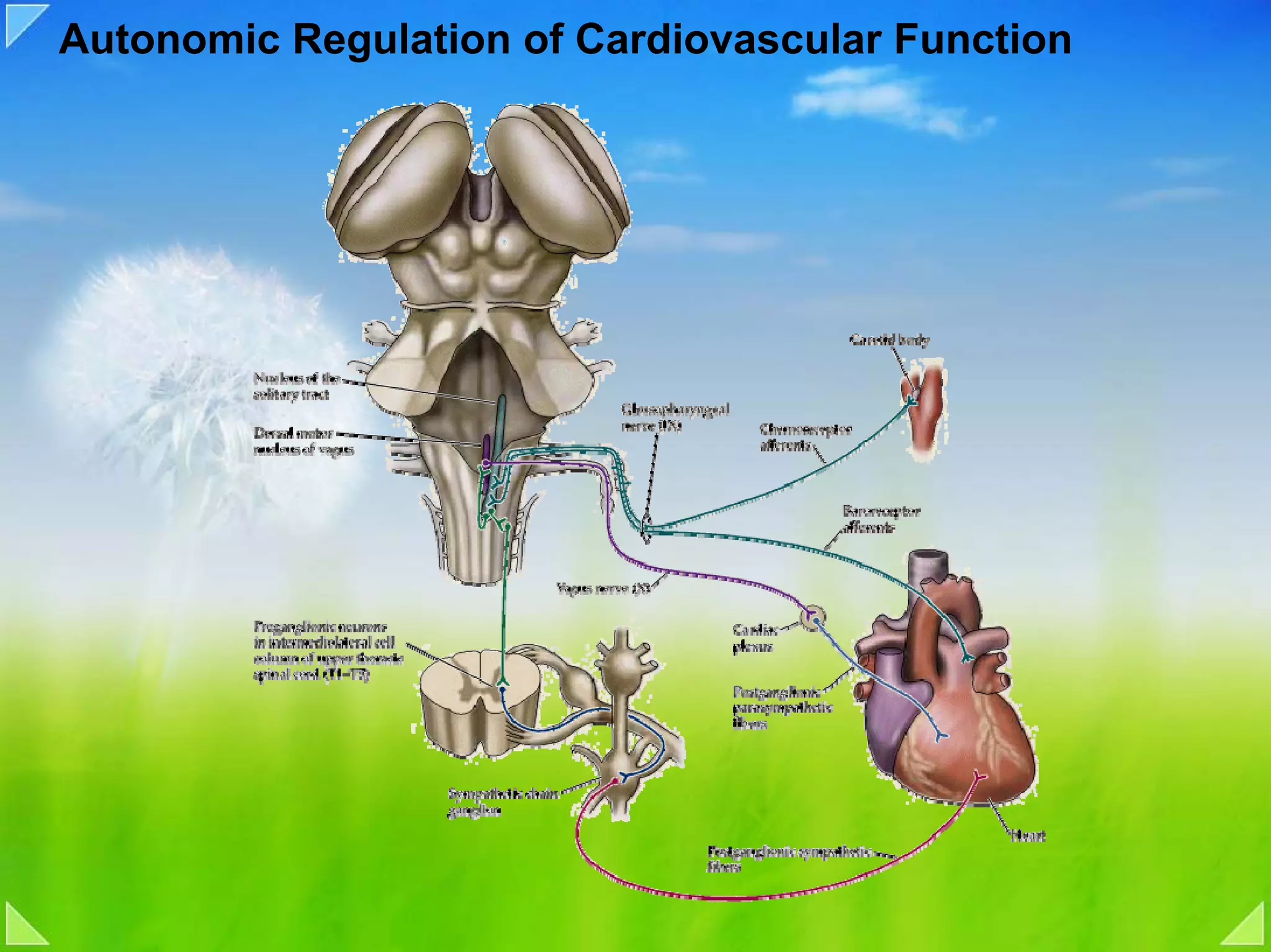 Autonomic Regulation of Cardiovascular Function
 