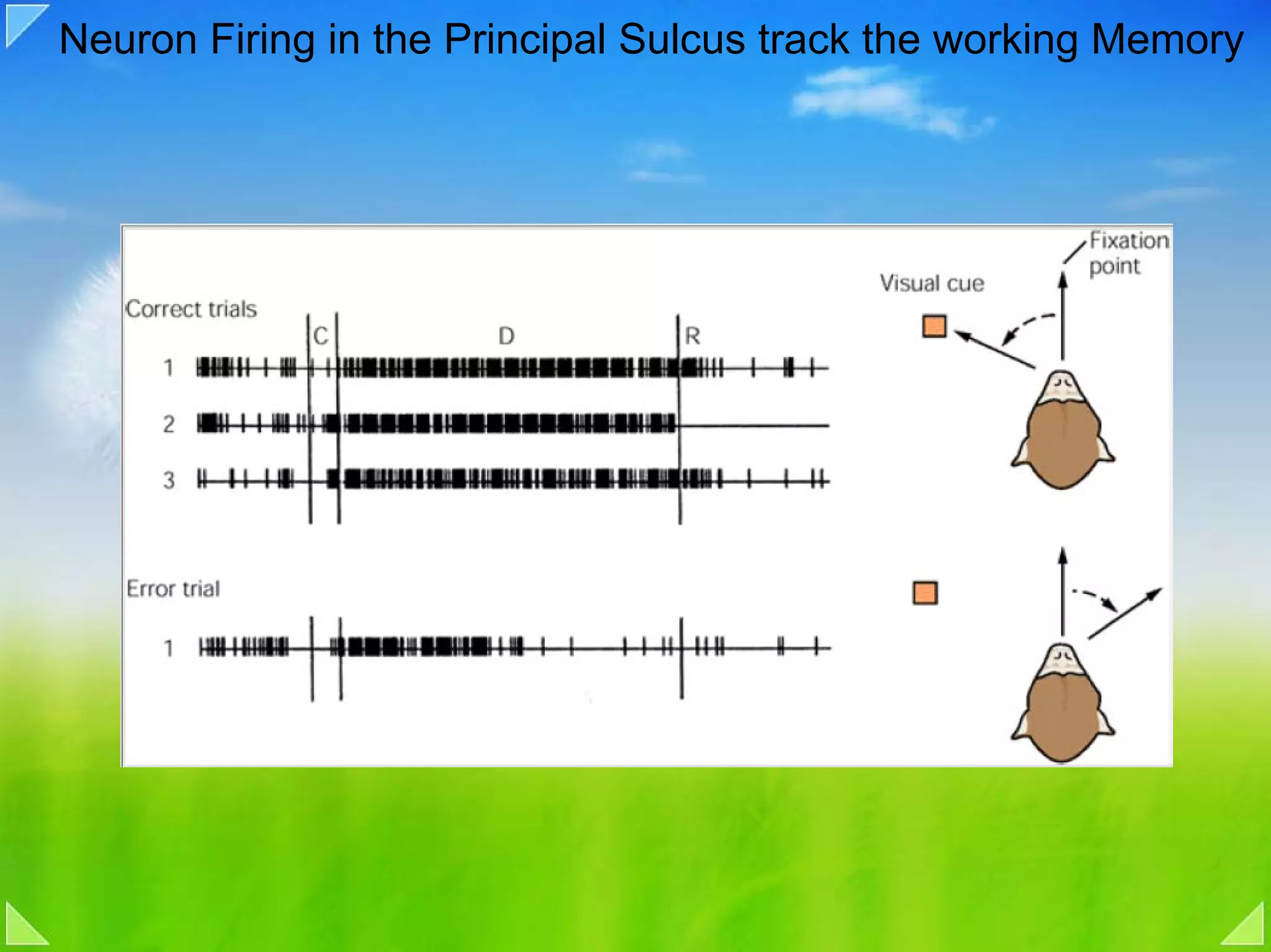 Neuron Firing in the Principal Sulcus track the working Memory
 