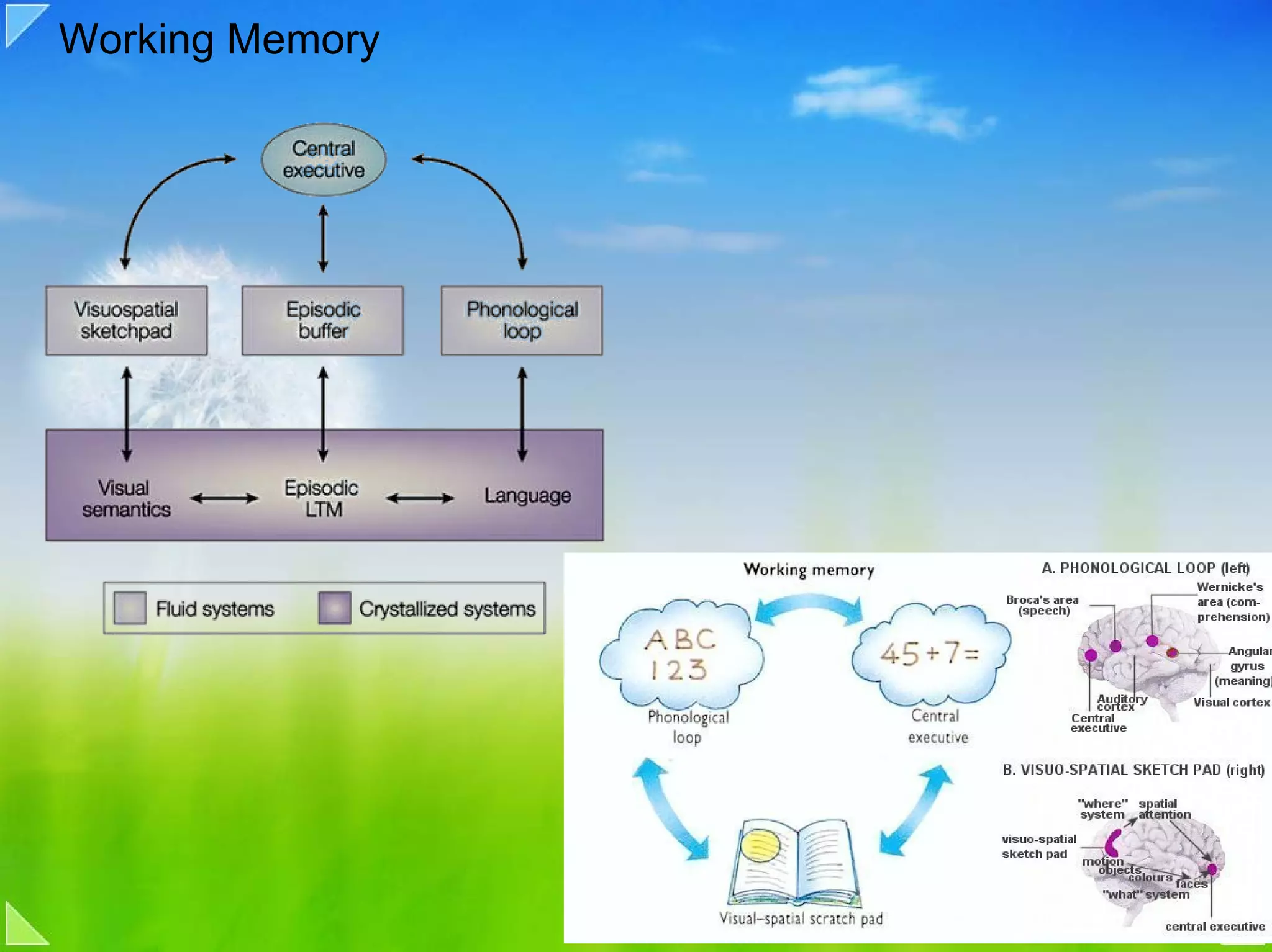 Working Memory
 