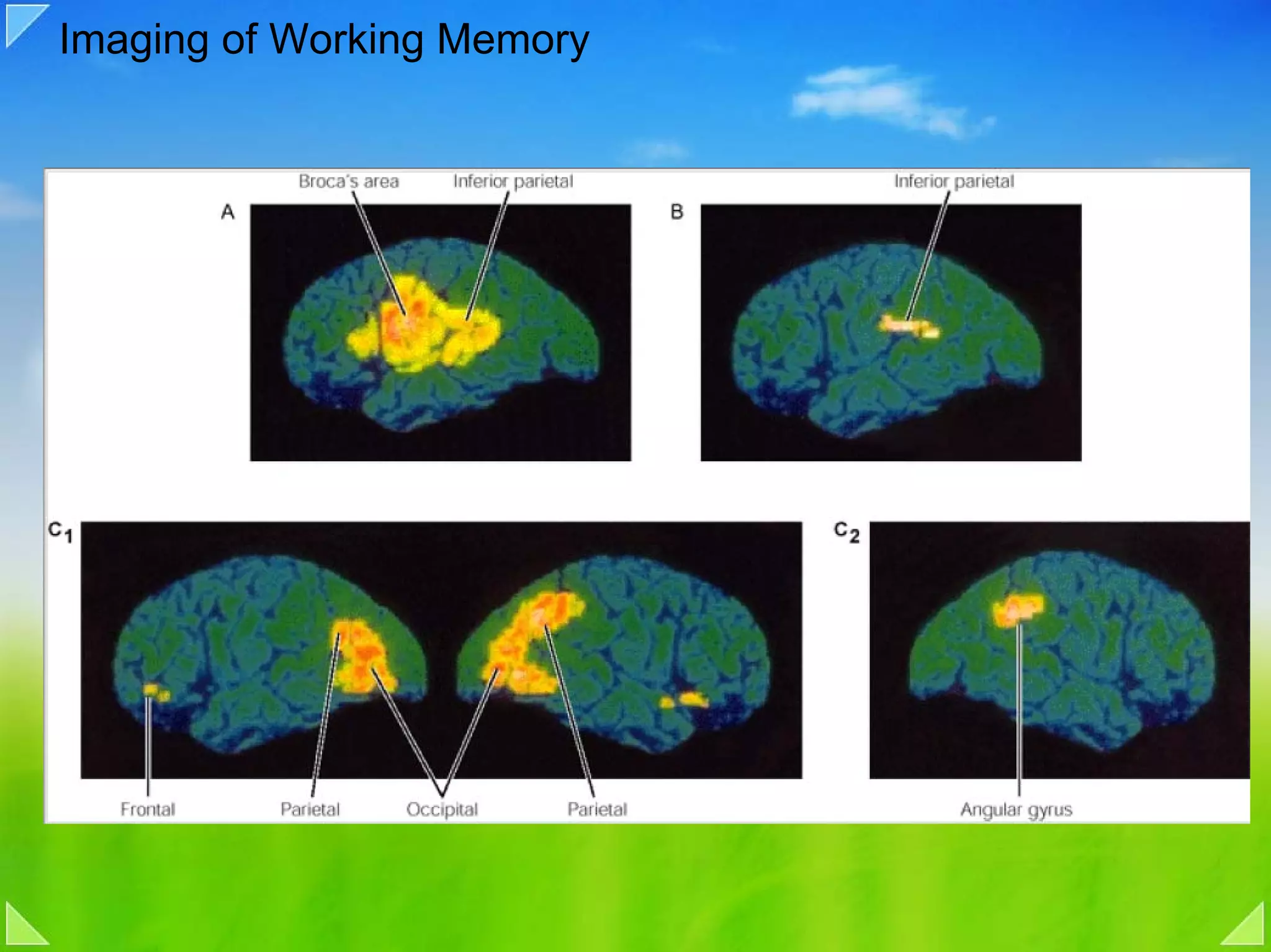 Imaging of Working Memory
 