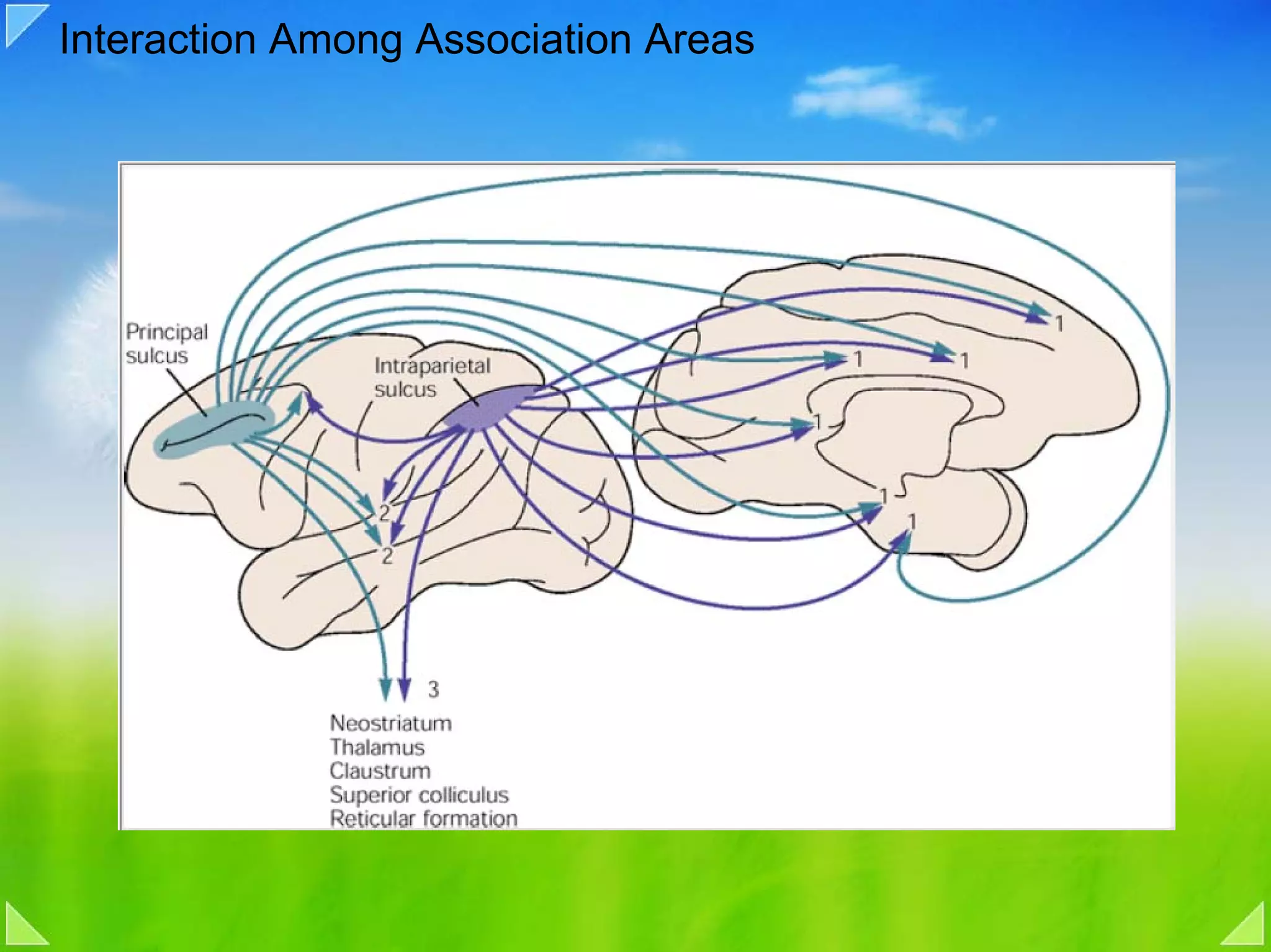 Interaction Among Association Areas
 
