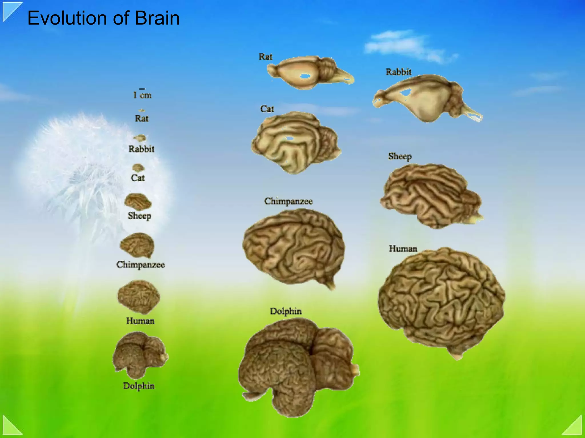 Evolution of Brain
 