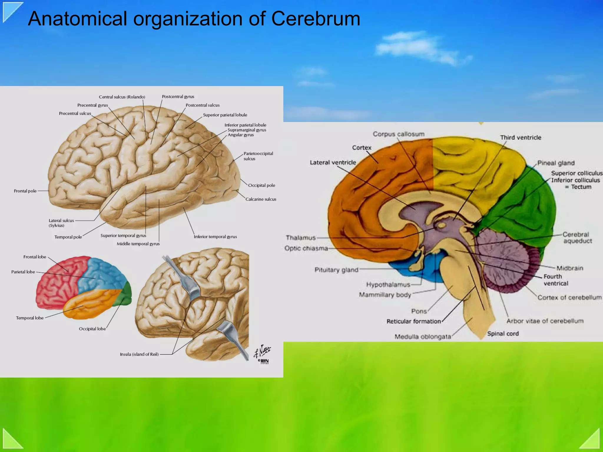 Anatomical organization of Cerebrum
 
