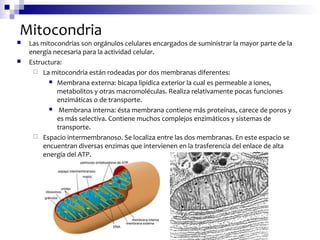 Mitocondria
 Las mitocondrias son orgánulos celulares encargados de suministrar la mayor parte de la
energía necesaria para la actividad celular.
 Estructura:
 La mitocondria están rodeadas por dos membranas diferentes:
 Membrana externa: bicapa lipídica exterior la cual es permeable a iones,
metabolitos y otras macromoléculas. Realiza relativamente pocas funciones
enzimáticas o de transporte.
 Membrana interna: ésta membrana contiene más proteínas, carece de poros y
es más selectiva. Contiene muchos complejos enzimáticos y sistemas de
transporte.
 Espacio intermembranoso. Se localiza entre las dos membranas. En este espacio se
encuentran diversas enzimas que intervienen en la trasferencia del enlace de alta
energía del ATP.
 