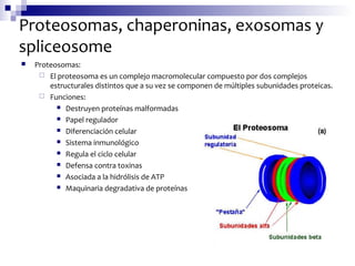 Proteosomas, chaperoninas, exosomas y
spliceosome
 Proteosomas:
 El proteosoma es un complejo macromolecular compuesto por dos complejos
estructurales distintos que a su vez se componen de múltiples subunidades proteicas.
 Funciones:
 Destruyen proteínas malformadas
 Papel regulador
 Diferenciación celular
 Sistema inmunológico
 Regula el ciclo celular
 Defensa contra toxinas
 Asociada a la hidrólisis de ATP
 Maquinaria degradativa de proteínas
 
