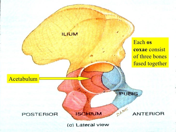 07 Appendicular Skeleton Pelvic Girdle And Lower Limbs