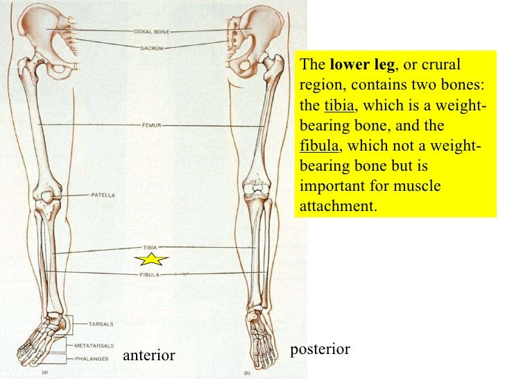 07 Appendicular Skeleton Pelvic Girdle And Lower Limbs