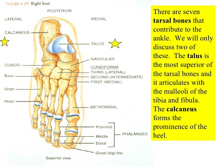 07 Appendicular Skeleton Pelvic Girdle And Lower Limbs