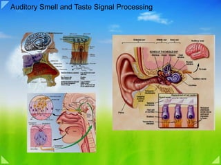 Auditory Smell and Taste Signal Processing 