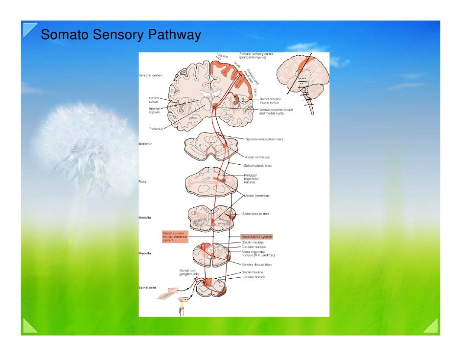 Posterior Association Cortex : The mouse posterior parietal cortex ...