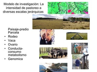 Modelo de investigación: La
intensidad de pastoreo a
diversas escalas jerárquicas
Paisaje-predio
Parcela
• Rodeo
• Vaca
• Ovario
• Conducta-
consumo
metabolismo
• Genomica
 