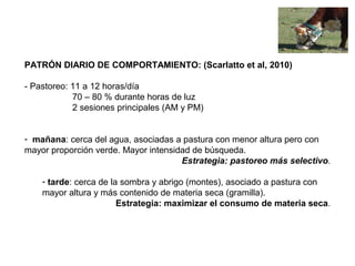 PATRÓN DIARIO DE COMPORTAMIENTO: (Scarlatto et al, 2010)
- Pastoreo: 11 a 12 horas/día
70 – 80 % durante horas de luz
2 sesiones principales (AM y PM)
- mañana: cerca del agua, asociadas a pastura con menor altura pero con
mayor proporción verde. Mayor intensidad de búsqueda.
Estrategia: pastoreo más selectivo.
- tarde: cerca de la sombra y abrigo (montes), asociado a pastura con
mayor altura y más contenido de materia seca (gramilla).
Estrategia: maximizar el consumo de materia seca.
 