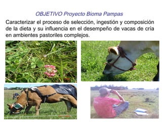 OBJETIVO Proyecto Bioma Pampas
Caracterizar el proceso de selección, ingestión y composición
de la dieta y su influencia en el desempeño de vacas de cría
en ambientes pastoriles complejos.
 