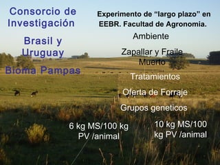 Experimento de “largo plazo” en
EEBR. Facultad de Agronomia.
Tratamientos
Oferta de Forraje
Grupos geneticos
Ambiente
Zapallar y Fraile
Muerto
6 kg MS/100 kg
PV /animal
10 kg MS/100
kg PV /animal
Consorcio de
Investigación
Brasil y
Uruguay
Bioma Pampas
 