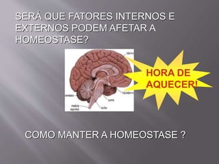 COMO MANTER A HOMEOSTASE ?
SERÁ QUE FATORES INTERNOS E
EXTERNOS PODEM AFETAR A
HOMEOSTASE?
HORA DE
AQUECER!
 