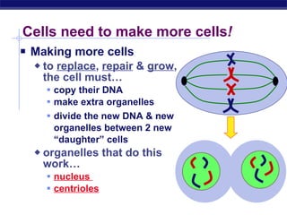 07 Cell Organelle | PPT