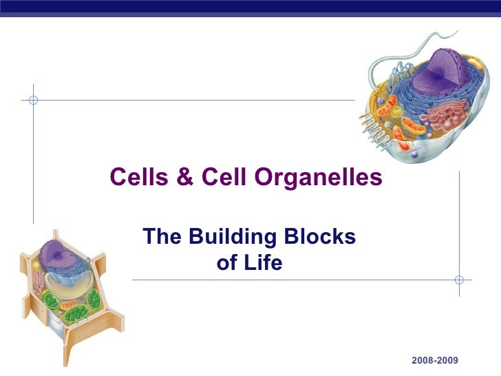 07 Cell Organelle